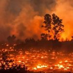 Bukan Sekadar Api di Hutan, Karhutla Mengancam Satwa Langka, Kesehatan Warga, dan Masa Depan Lingkungan